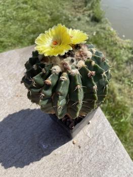 Wigginsia malacocarpus
